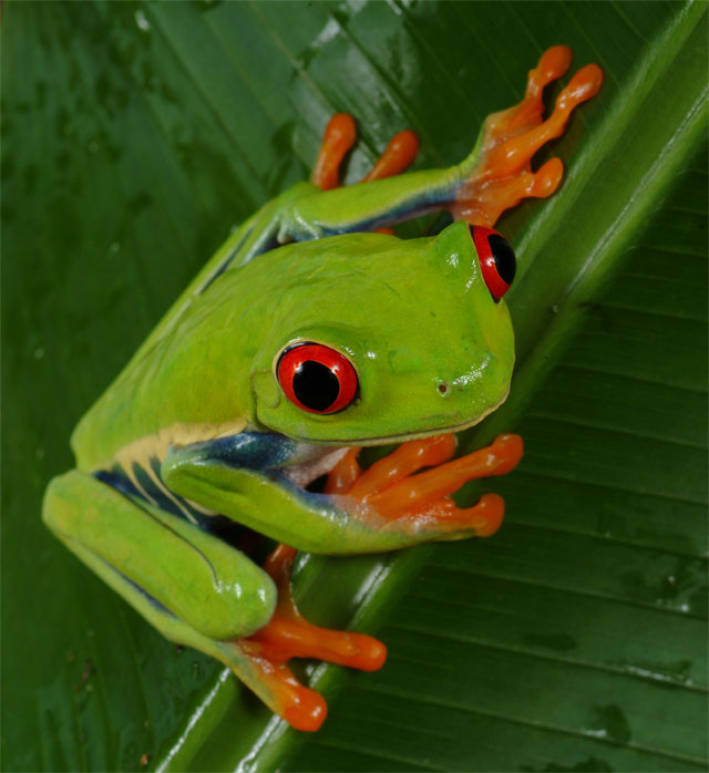  red-eyed tree frog